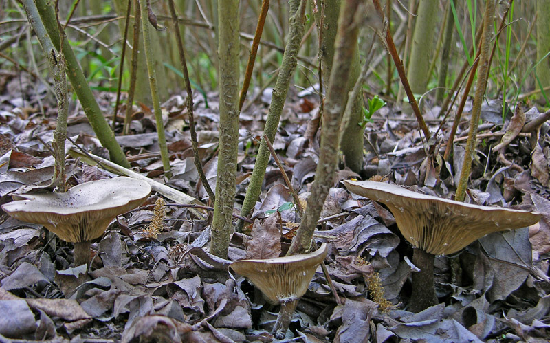 Ritrovamenti sabato 14 aprile.